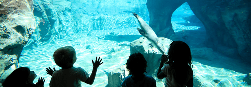 Kids watching Seals Swim